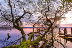 Die-alte-Weide-im-See-