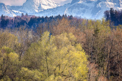 Fruehling-im-Tal-
