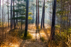 Im herbstlichen Filz