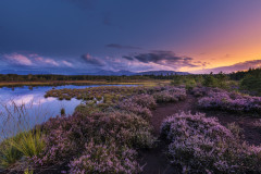 Heide