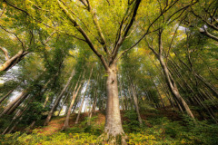 Spaetes-Gruen-Ende-Oktober-