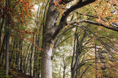 Buche am Seeleitenweg