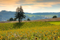 Sonnenblumenfeld in Bicheln