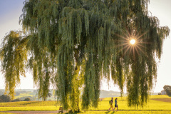 Die alte Weide